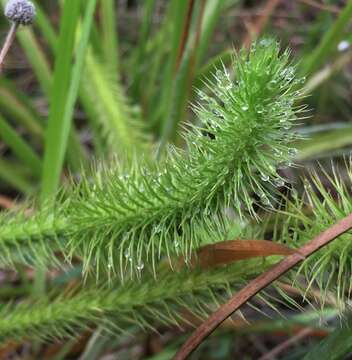 Image of Feather-Stem Club-Moss