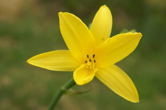 Image of lemon day-lily