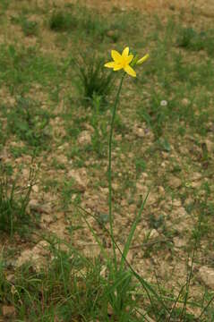 Image of lemon day-lily