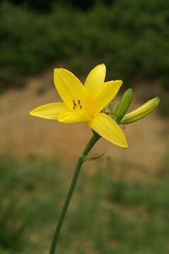 Image of lemon day-lily