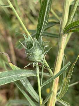 Image of <i>Asphondylia pseudorosa</i>