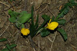 Image of winter daffodil