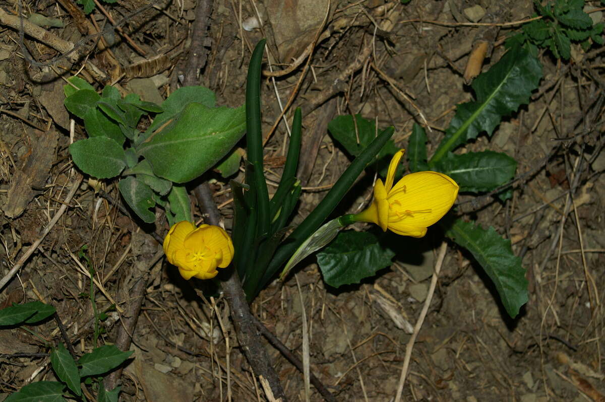 Image of winter daffodil