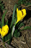 Image of winter daffodil