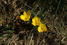 Image of winter daffodil