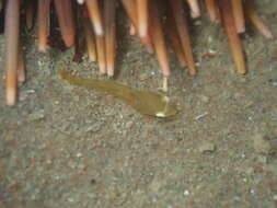 Image of Hector's clingfish