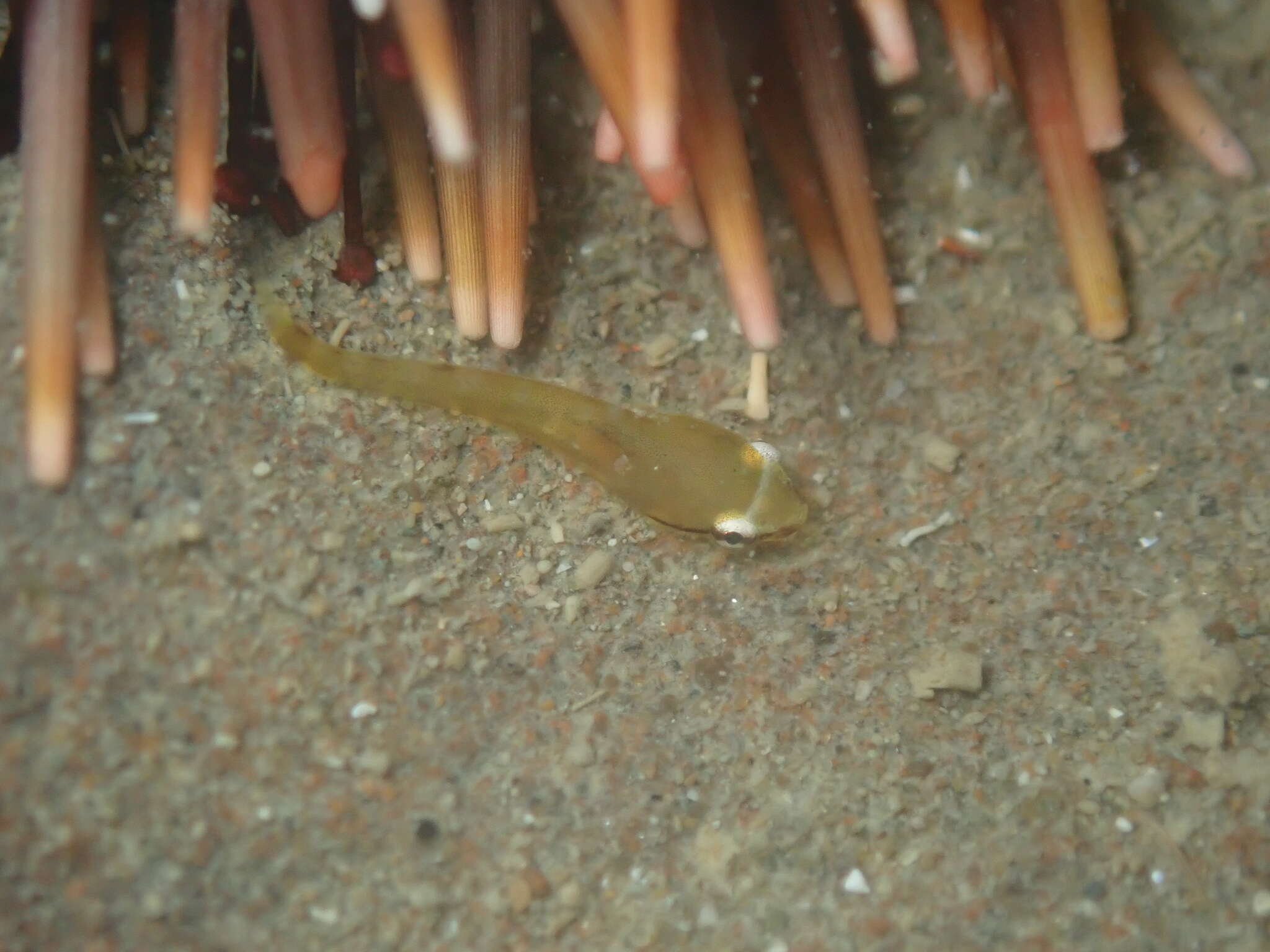 Image of Hector's clingfish