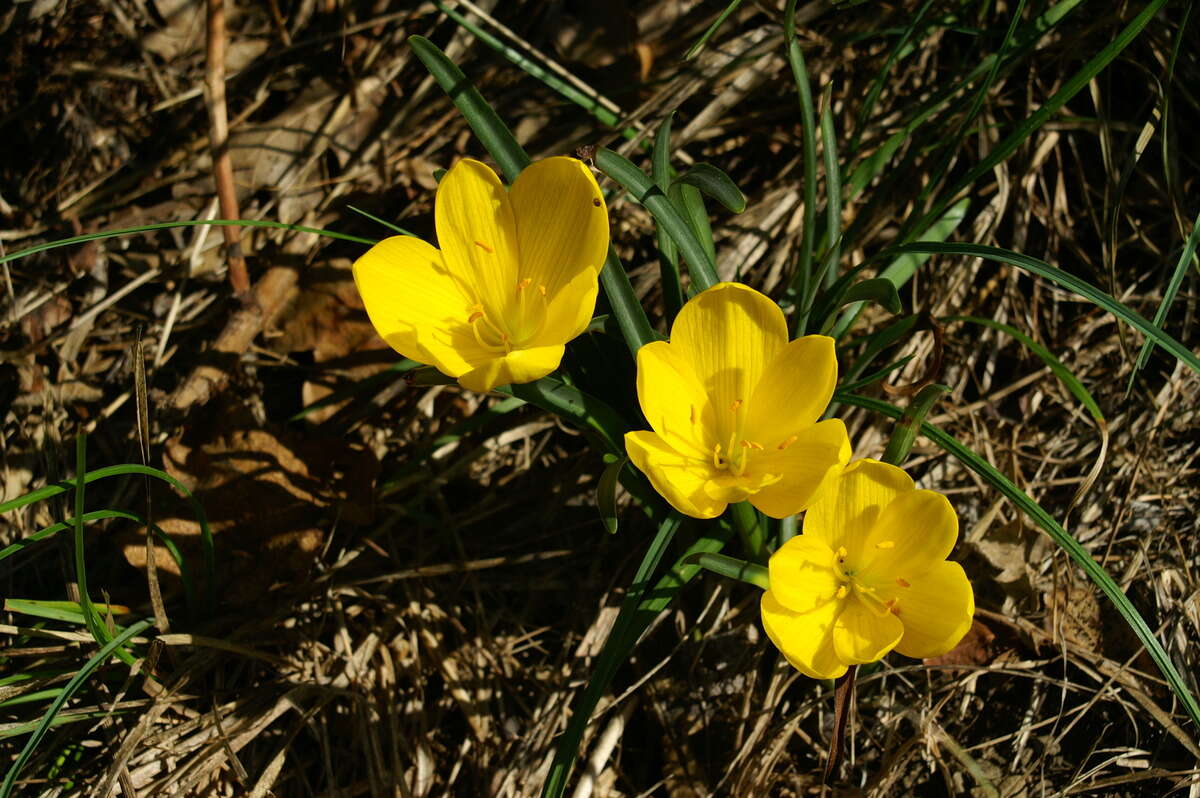 Image of winter daffodil