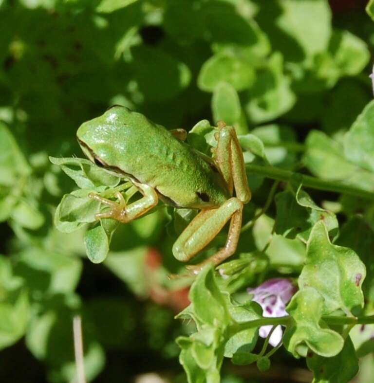 Image of Tree frog