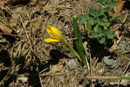 Image of winter daffodil