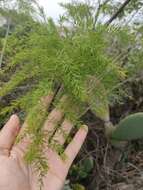 Image of Asparagus scoparius Lowe