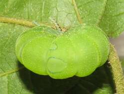 Image of Green-veined Charaxes