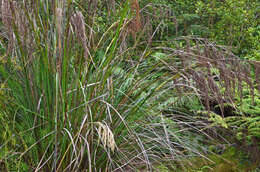 Imagem de Gahnia setifolia (A. Rich.) Hook. fil.