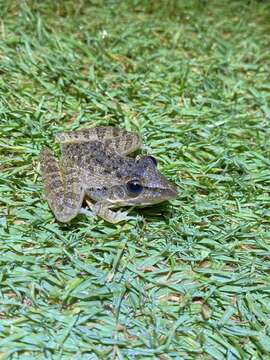 Image of Sharp-nosed Frog