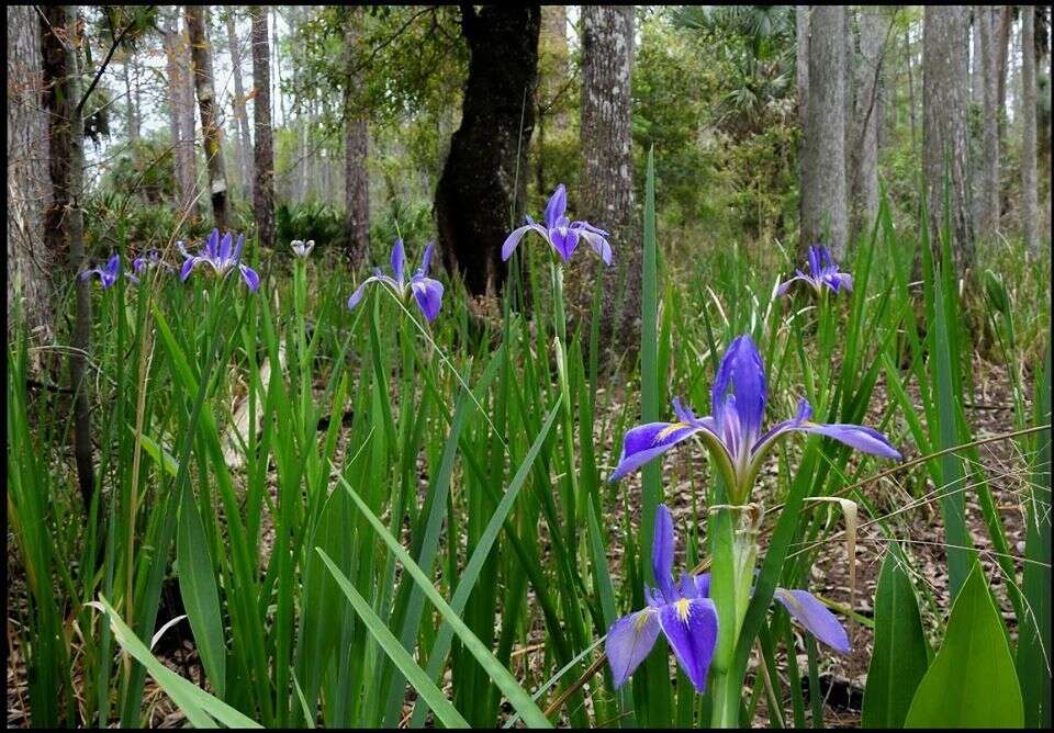 Image of Prairie Iris