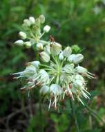 Image of Allium ericetorum Thore