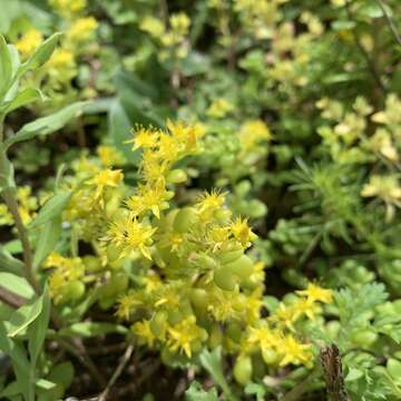 Image of Sedum formosanum N. E. Br.