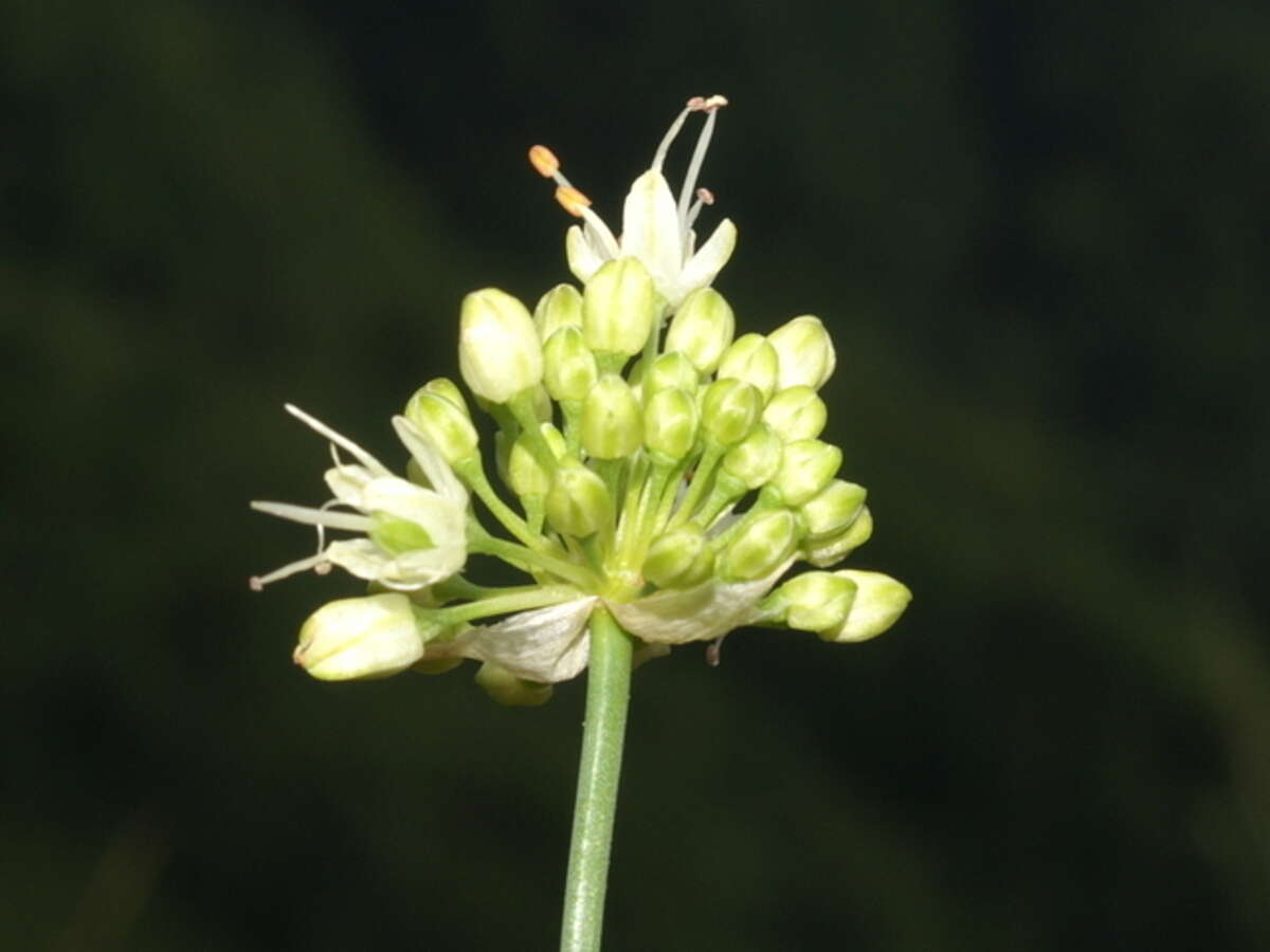 Image of Allium ericetorum Thore