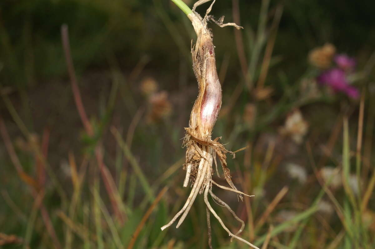 Image of Allium ericetorum Thore