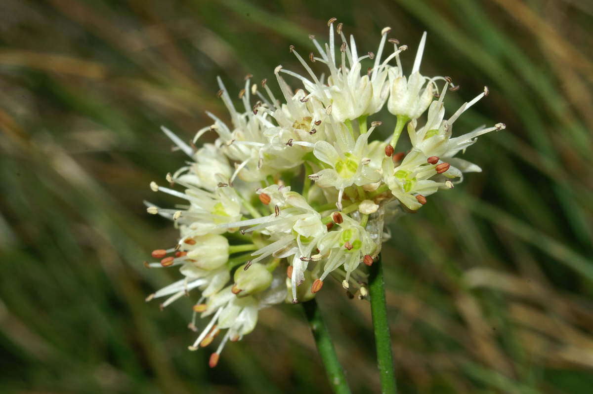 Image of Allium ericetorum Thore