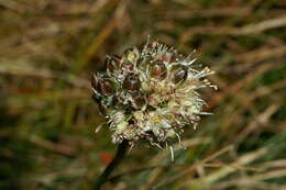 Image of Allium ericetorum Thore