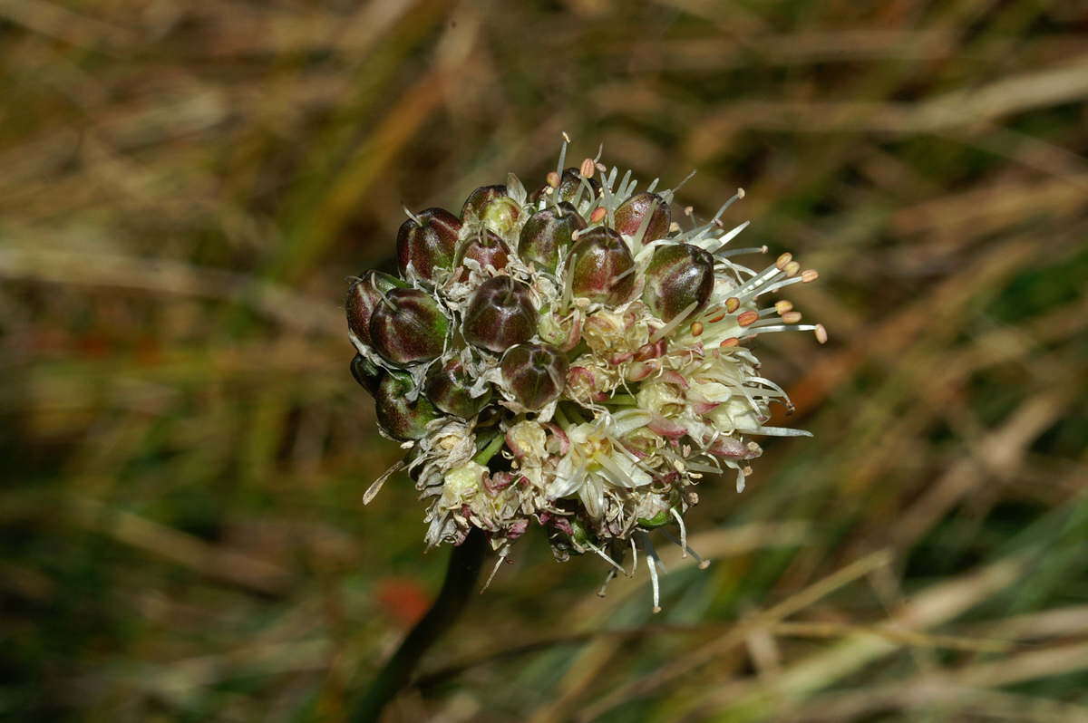 Image of Allium ericetorum Thore