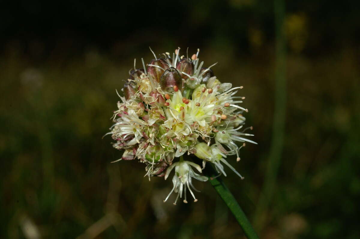 Image of Allium ericetorum Thore