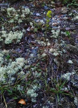 Image de Solidago nemoralis Ait.