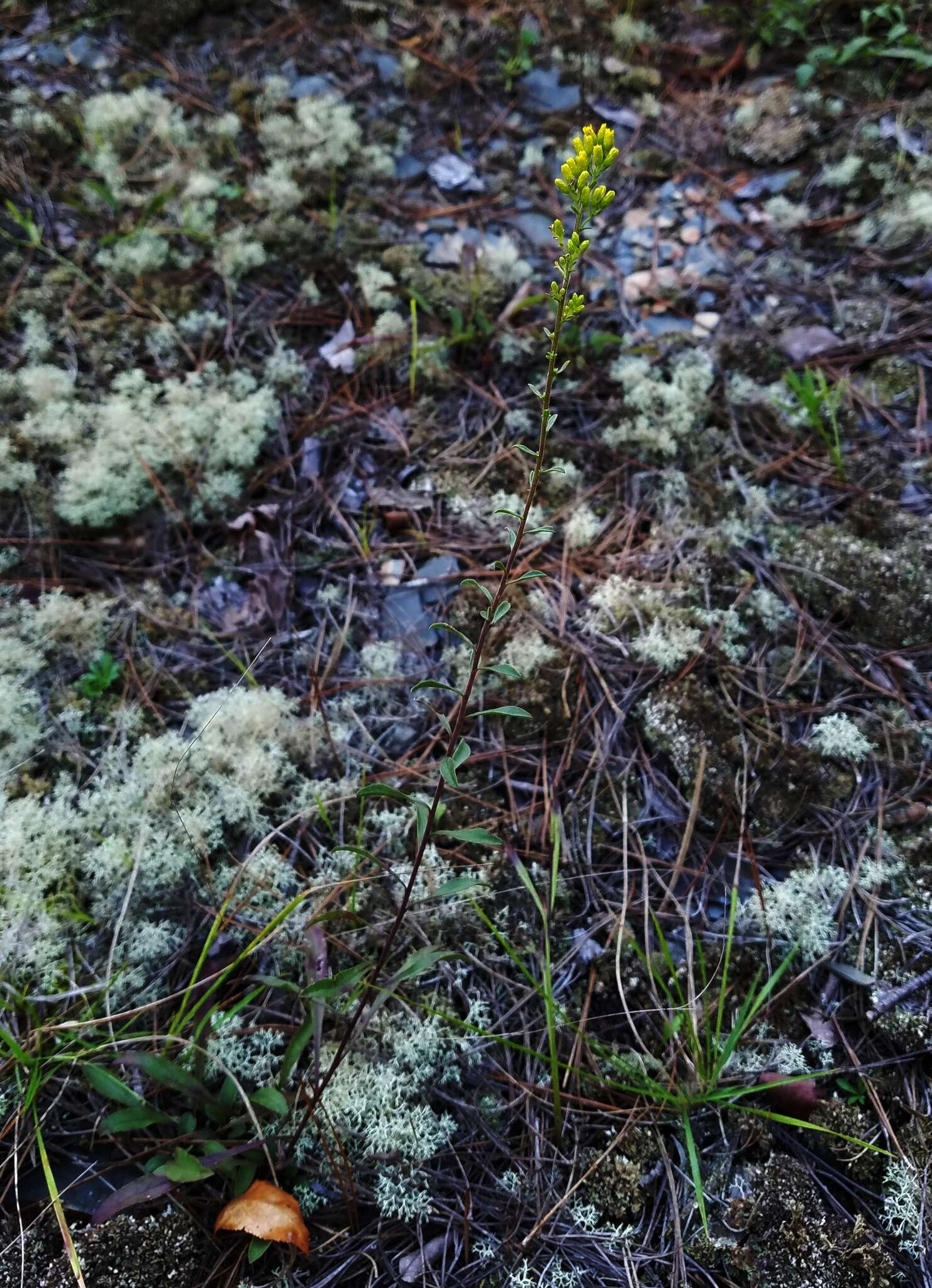 Image of gray goldenrod