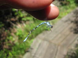 Image of Subarctic Bluet