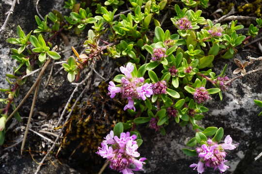 Image of Thymus odoratissimus Mill.