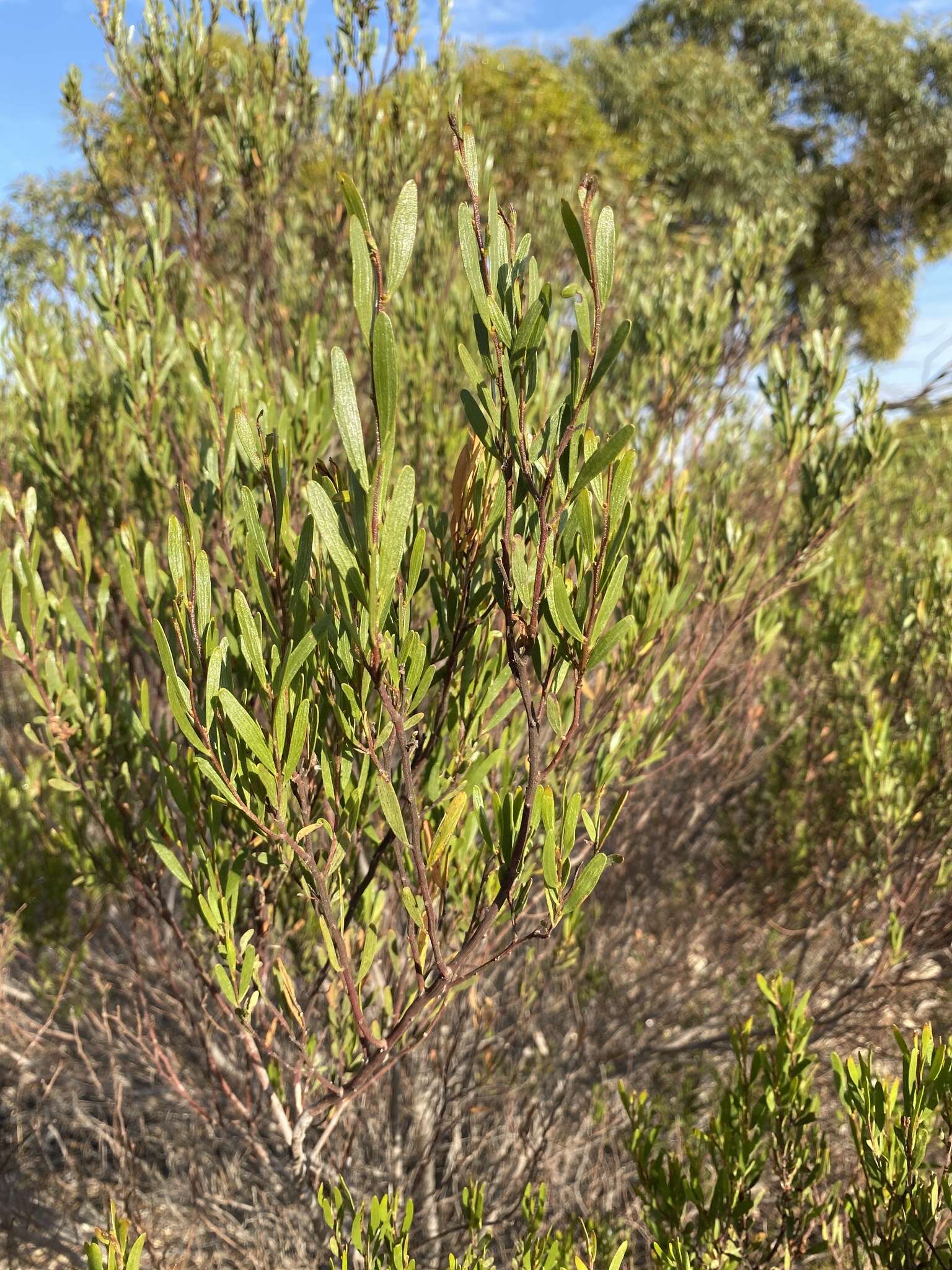 Image of Mallee Wattle