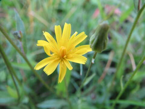 صورة Crepis biennis L.