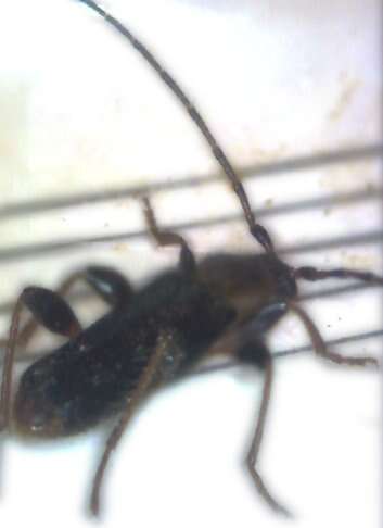 Image of Long-horned beetle