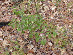 Image de Caulophyllum thalictroides (L.) Michx.