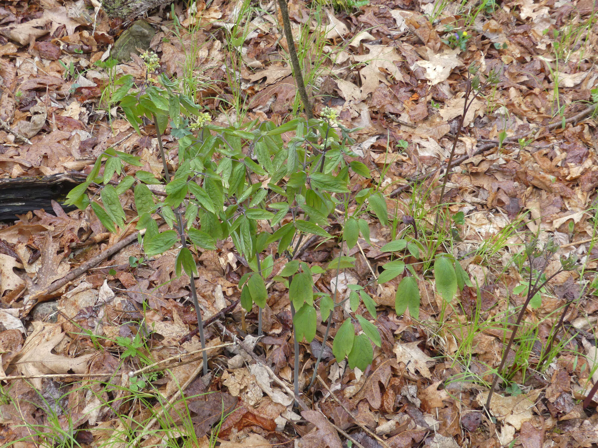 Image de Caulophyllum thalictroides (L.) Michx.