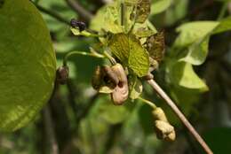 Image of Dutchman's pipe