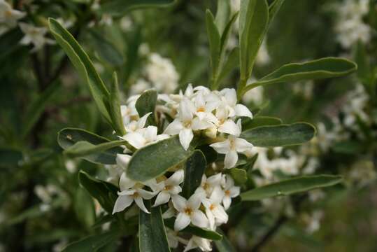 Image of Daphne caucasica Pall.