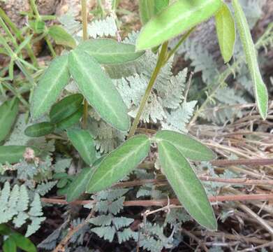 Image of Wright's milkpea