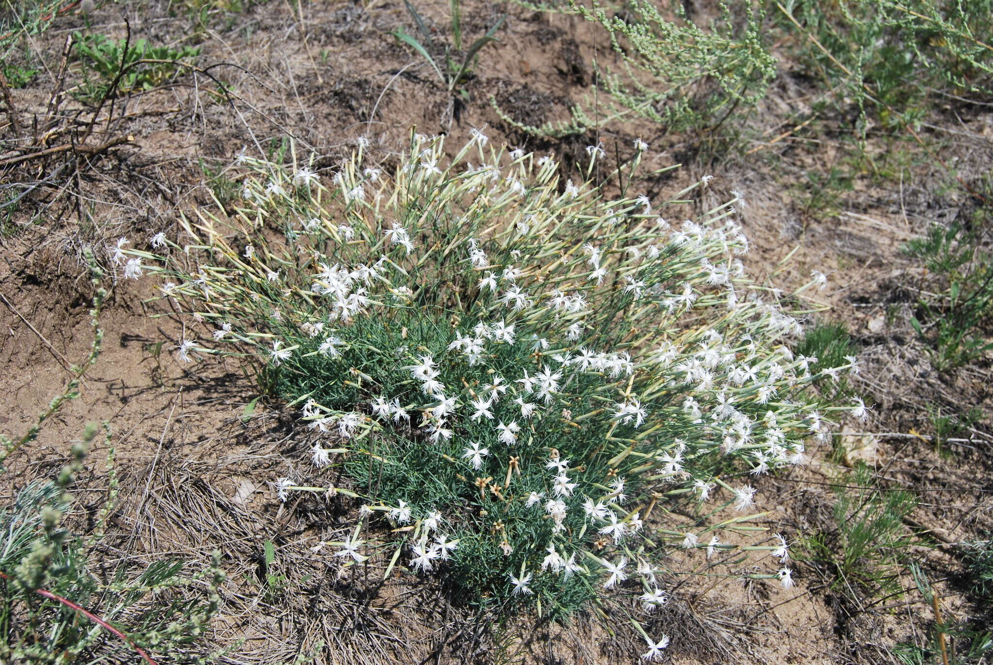 Image of Dianthus volgicus Juzepczuk