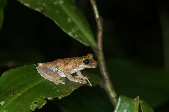 صورة Osteocephalus cabrerai (Cochran & Goin 1970)