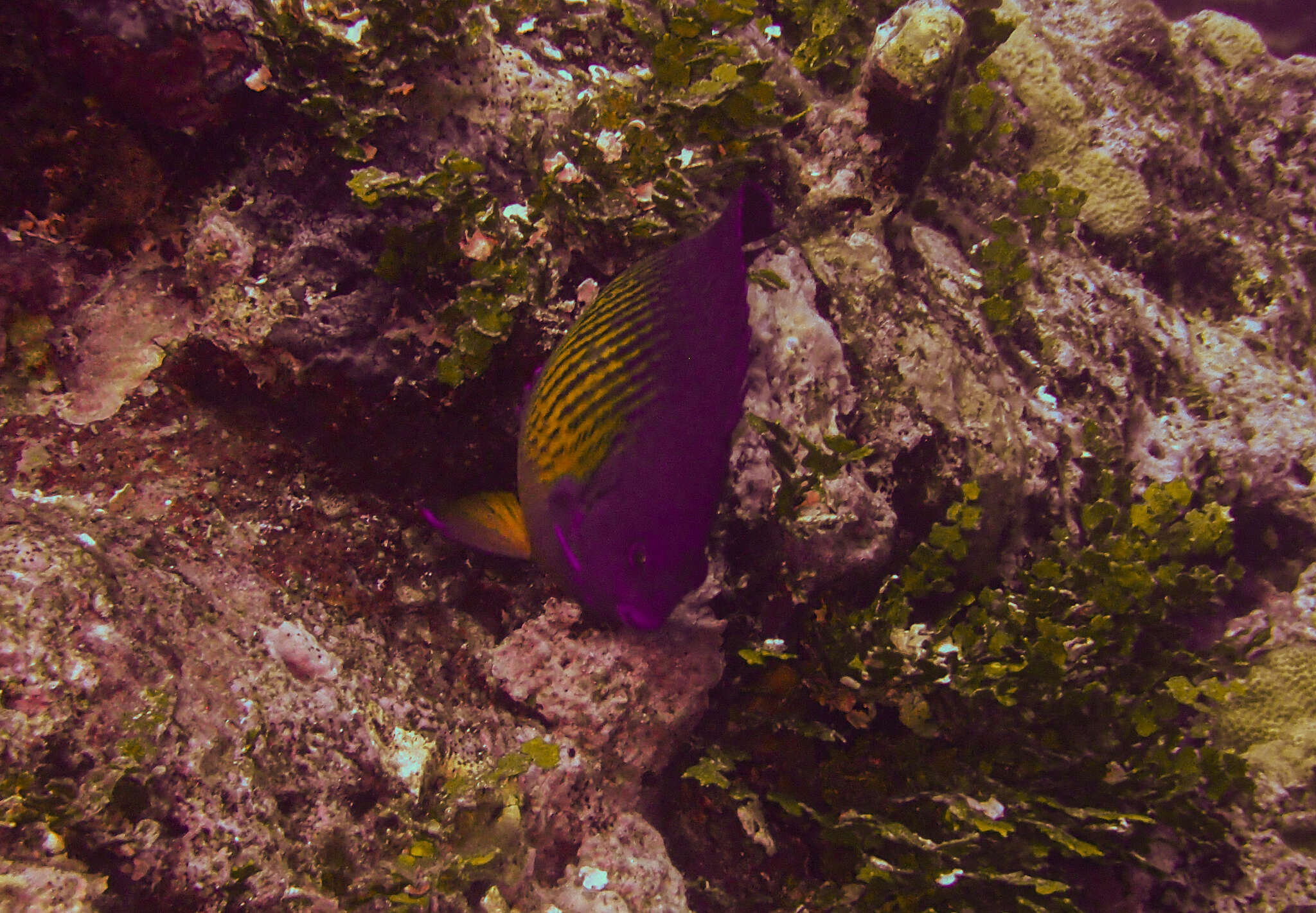 Image of Coral Beauty Angel