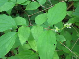 Image of Philadelphus tenuifolius Rupr. & Maxim.