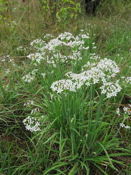 Image of Chinese chives