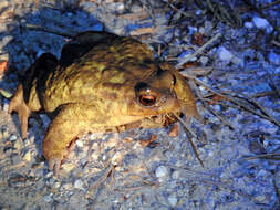 Image of Spiny Common Toad