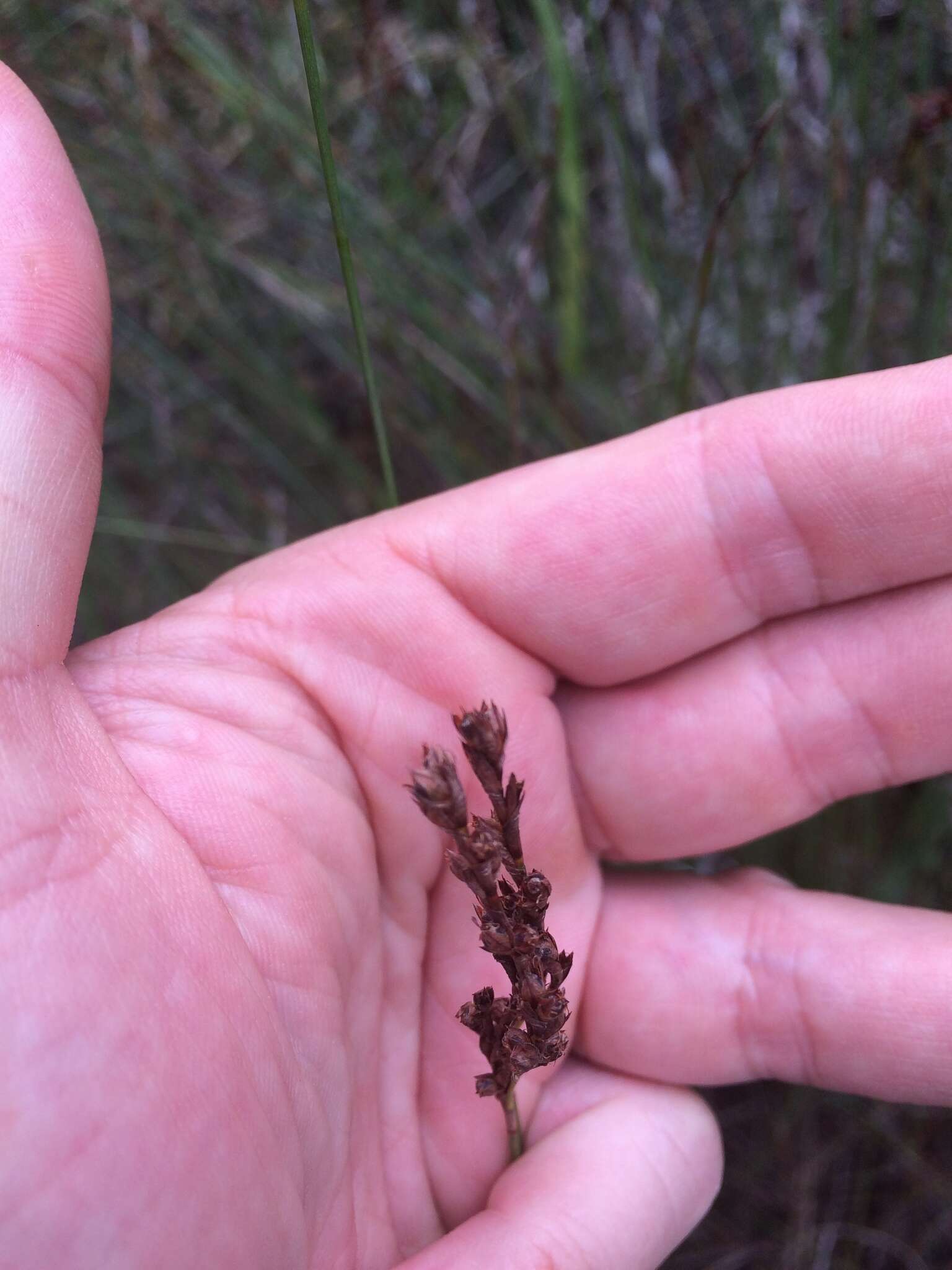 Image of Machaerina juncea (R. Br.) T. Koyama