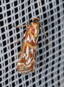 Acrobasis porphyrella Duponchel 1836 resmi