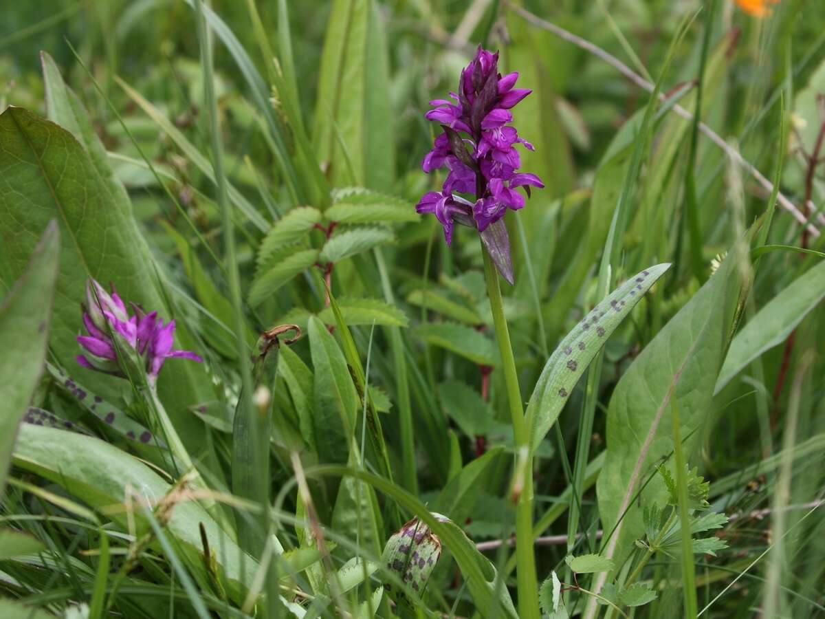 Image of Dactylorhiza cordigera (Fr.) Soó