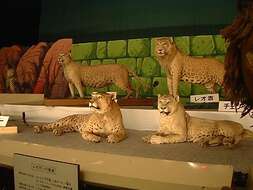 Image of Panthera pardus × Panthera leo