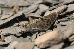 Image of Parnassius acco Gray (1853)